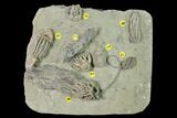 Seven Species of Crinoids on One Plate - Crawfordsville, Indiana #148997-1